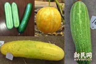 国产片皮瓜视频,国产短片新势力，创意无限绽放