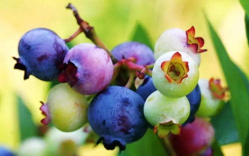 国产极品蓝莓在线视频,视觉盛宴中的甜蜜诱惑