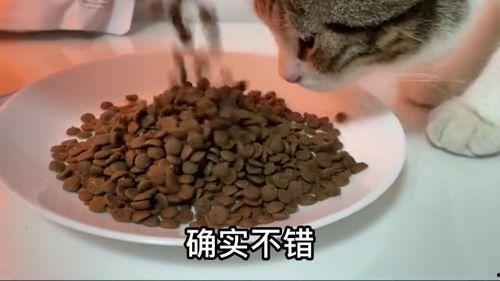 国产猫粮工厂揭秘视频,品质背后的故事